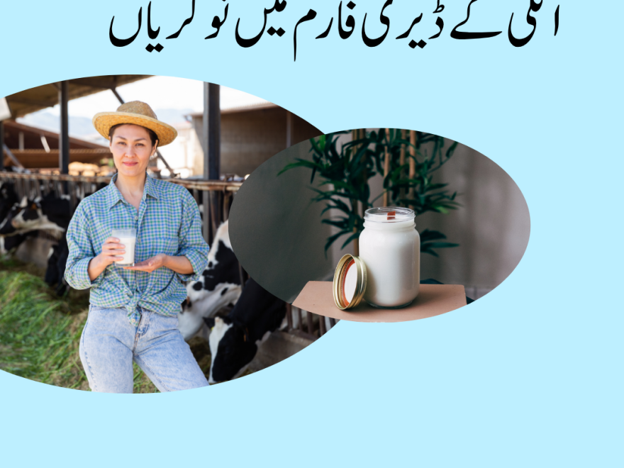 How to Apply for Jobs Online in a Dairy Farm in Italy